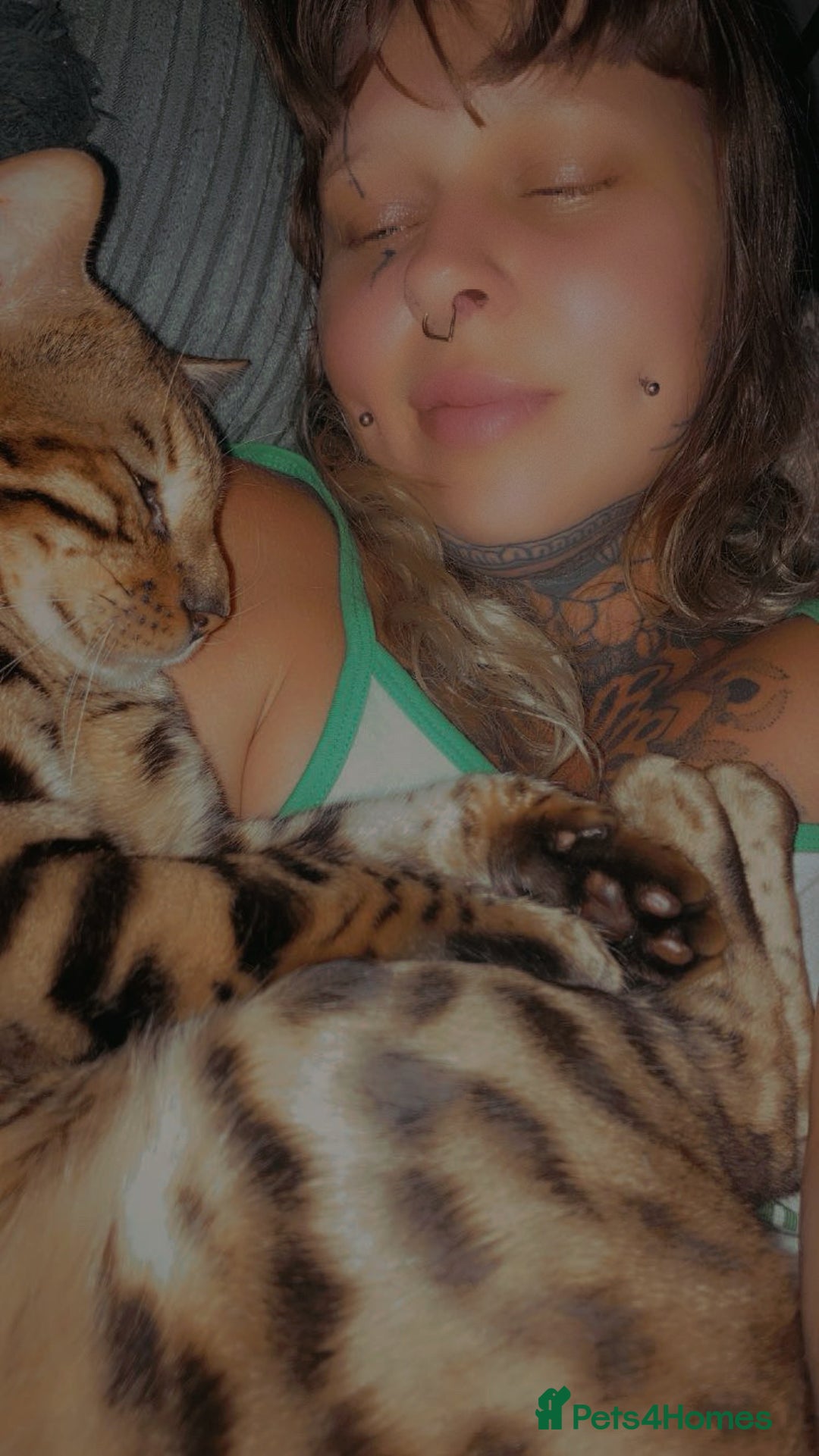 Bengal cats for sale: Bengal male cat  - Image 5