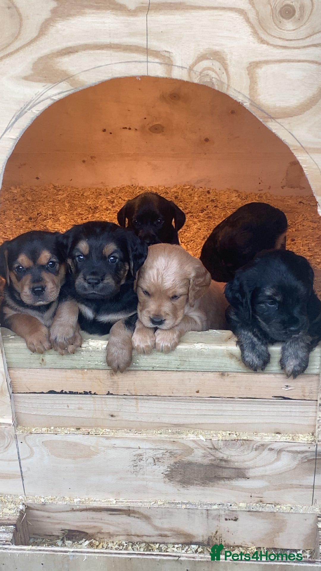 Mixed Breed dogs for sale: 8 Beautiful pups looking their forever home🥰 - Image 1