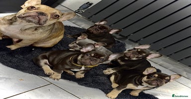 French Bulldog dogs KC LAST Blue French Bulldogs READY TO LEAVE - Advert 2