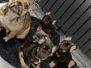 French Bulldog dogs - Advert 17