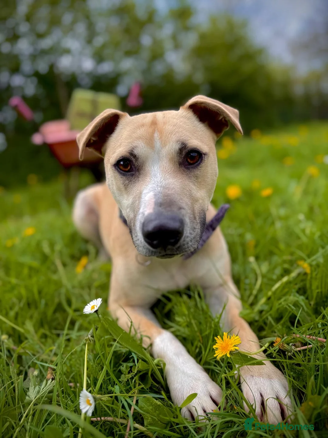 Mixed Breed dogs for adoption: Milo - 16kg Mixed Breed for Adoption in Wells - Advert 5