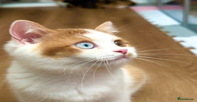 British Shorthair cats - Advert 7
