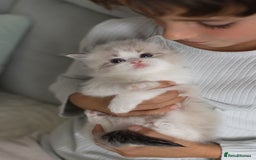 Ragdoll cats for sale: NEW LITTER of Blue BiColour And Lynx kittens - Image 21