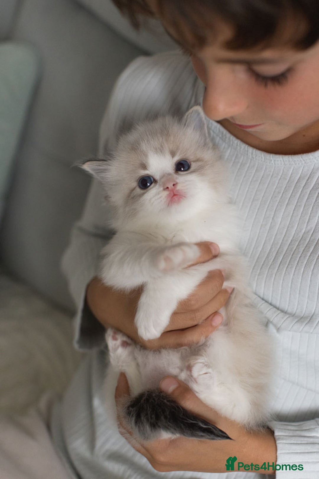 Ragdoll cats for sale: NEW LITTER of Blue BiColour And Lynx kittens - Image 21
