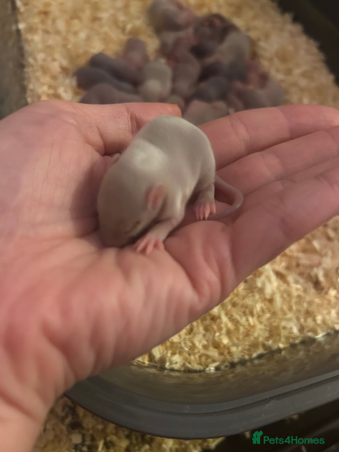 Rat rodents for sale: Baby rats  - Advert 2