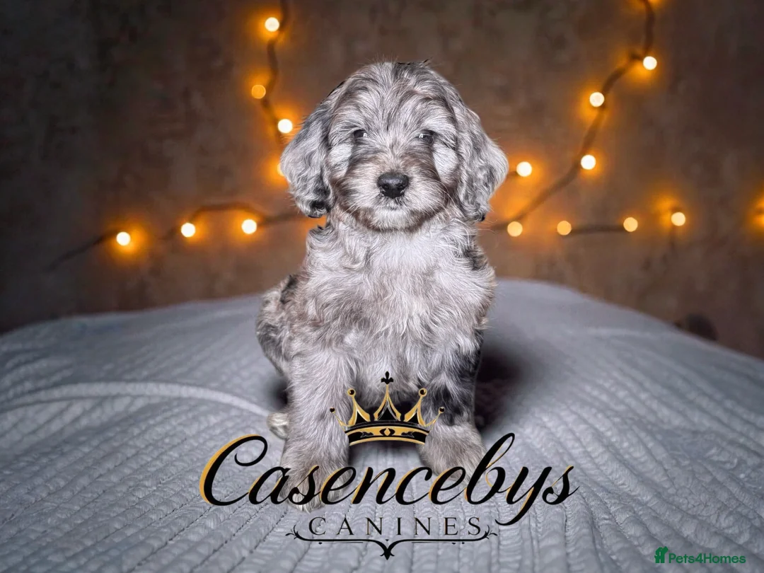 Cockapoo dogs for sale: 🐶THE MOST PERFECT DNA CLEAR MINI F1 COCKAPOOS🐶 - Advert 4