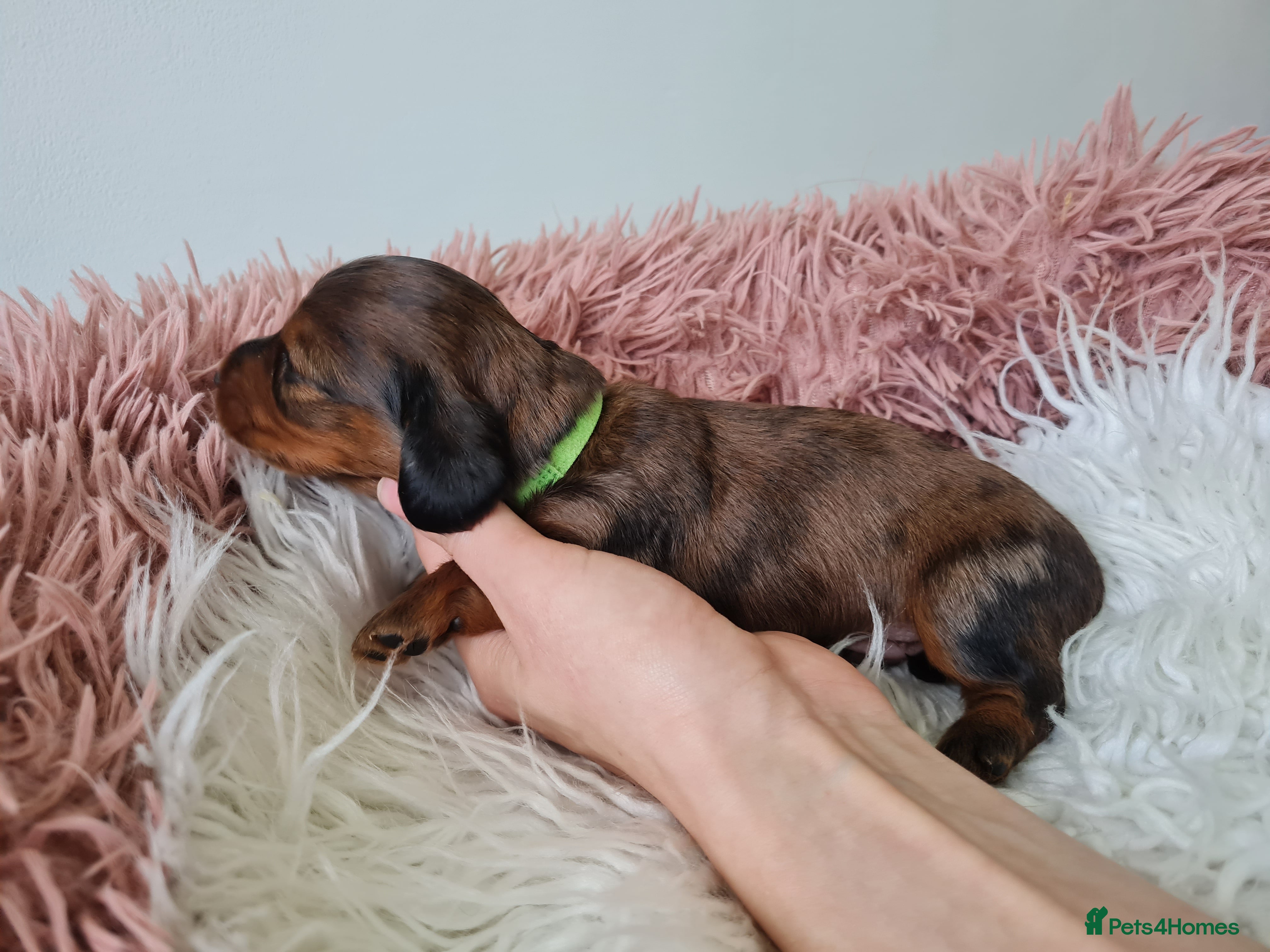 Miniature Dachshund dogs RED DAPPLE Champion bloodlines Pedigree MINI dach - Advert 11