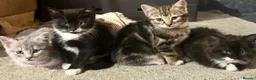 Mixed Breed cats for sale: Adorable kittens  - Advert 2
