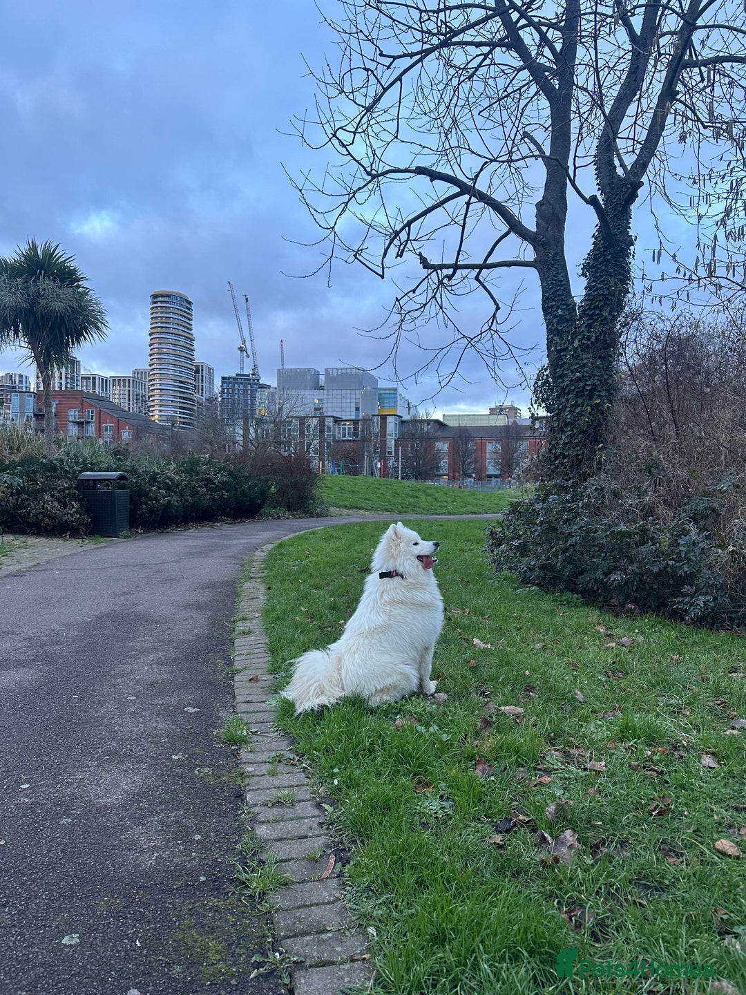 Samoyed dogs for sale: URGENT: 1-Year-Old Dog Needs Home in 7 Days - Advert 7