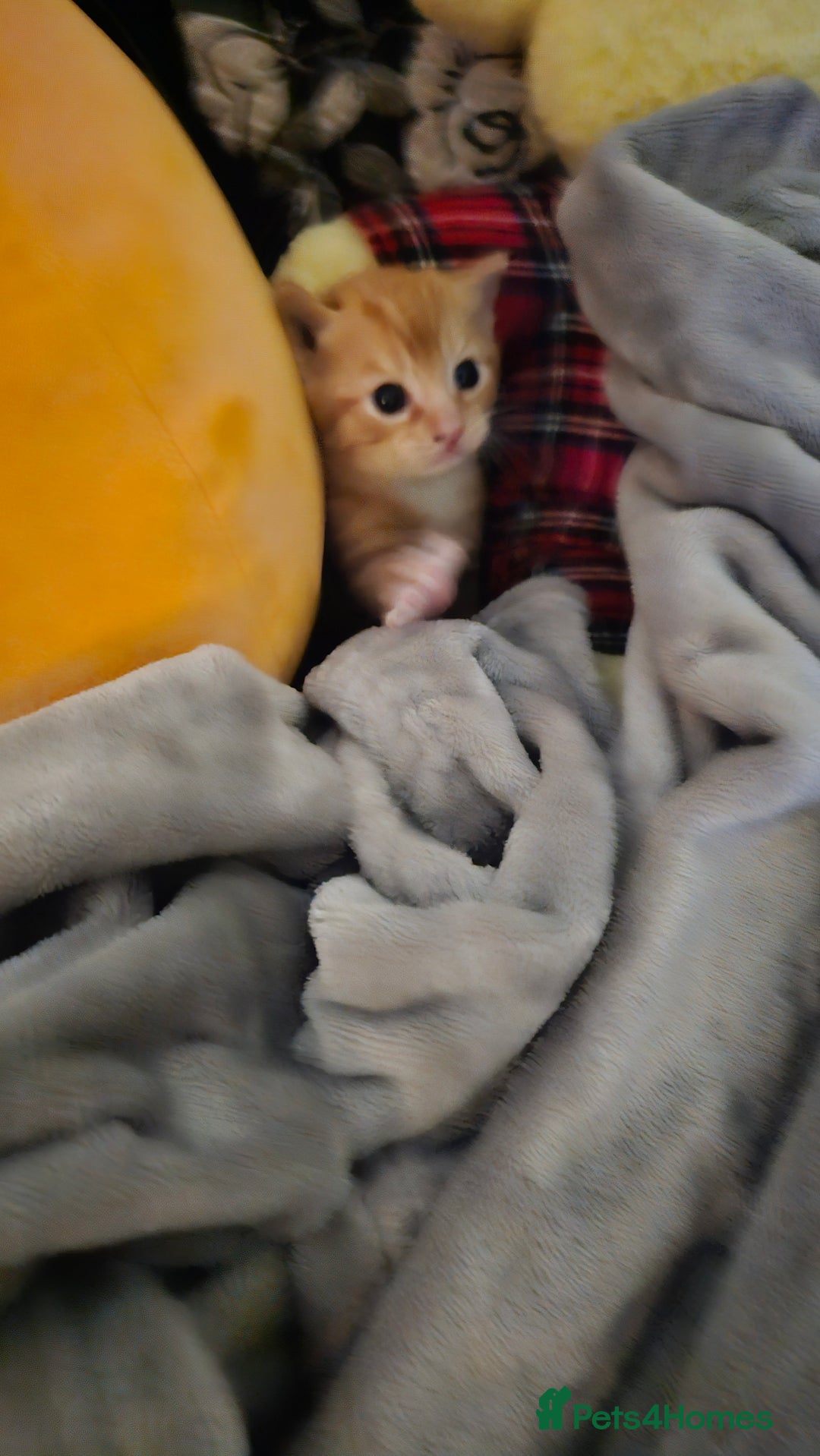 British Shorthair cats for sale: A Kitten for  **   - Advert 10