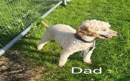 Cockapoo dogs for sale: F1 cockapoo puppies - Image 18