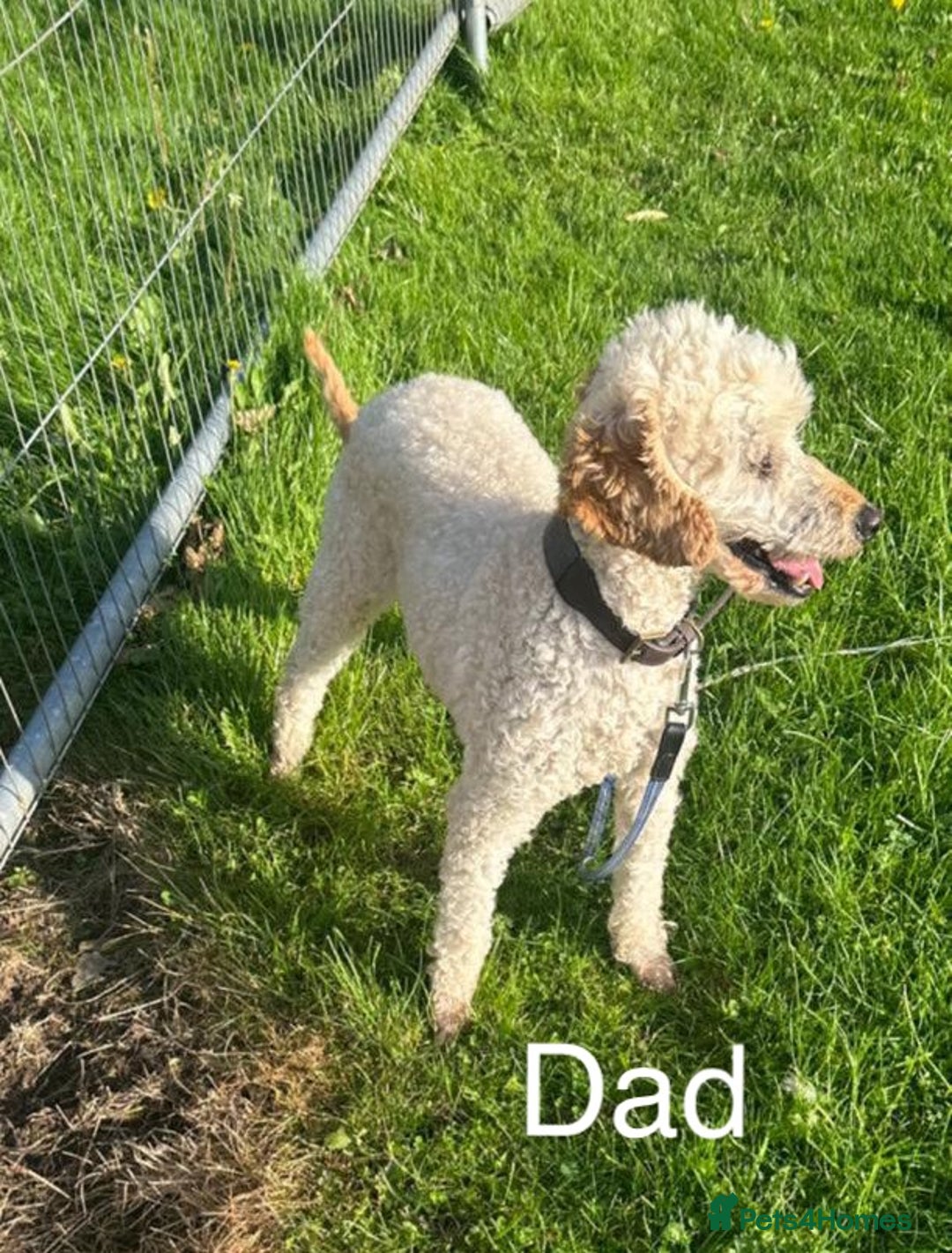 Cockapoo dogs for sale: F1 cockapoo puppies - Image 18