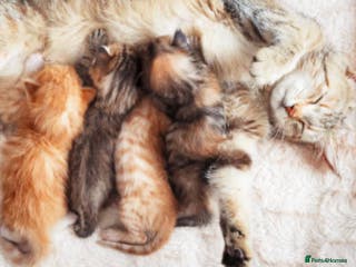 Mixed Breed cats Beautiful male tabby 😍 - Advert 4