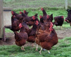 Chickens poultry - Advert 15