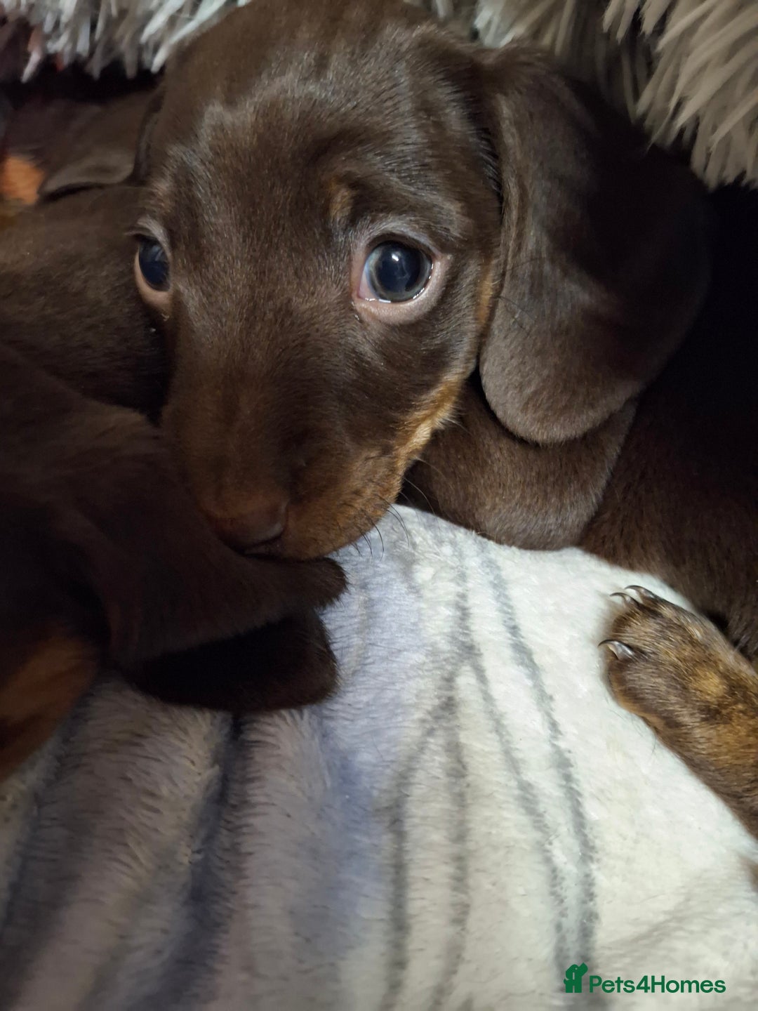 Dachshund dogs for sale: Our Dearest Amelia has had 2 superb  female pups  - Image 5
