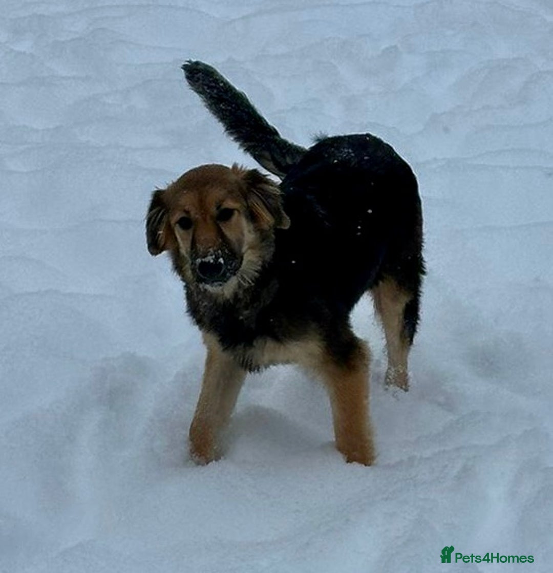 Golden Retriever dogs for adoption: 🐾 RUBY – Female Golden Retriever - Advert 5