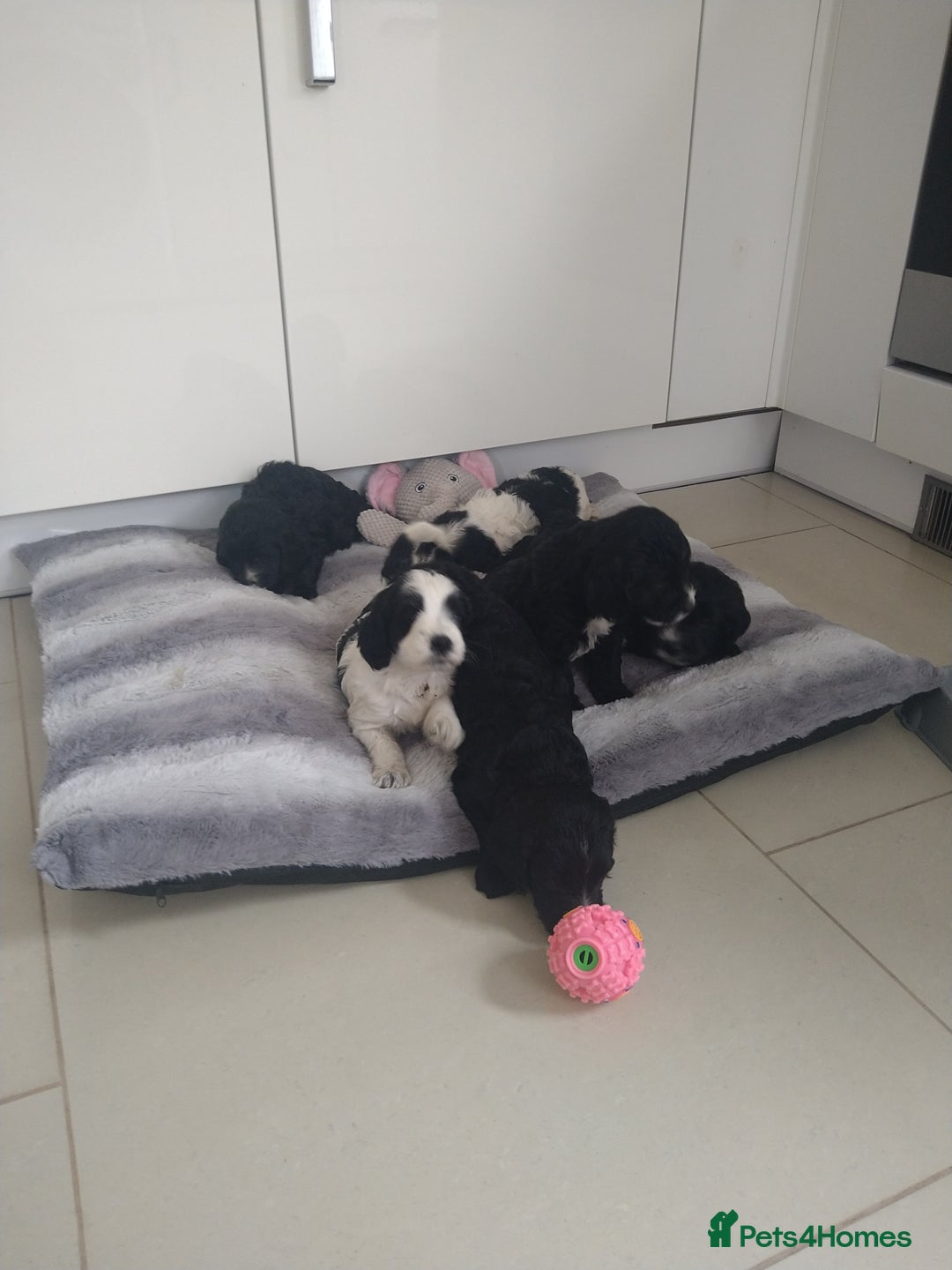 Cockapoo dogs for sale: cockerpoo  - Image 7