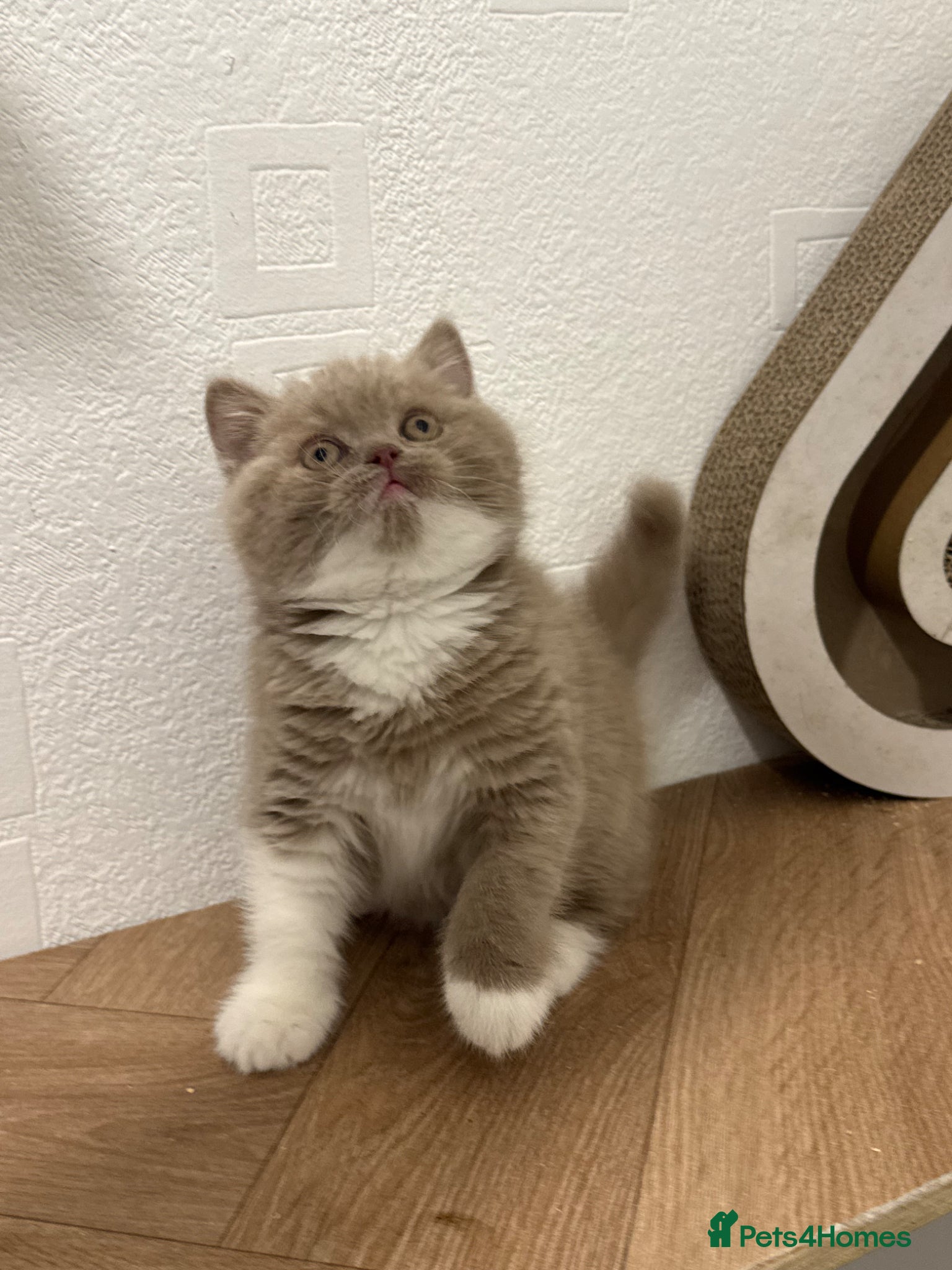 British Shorthair cats Tica reg fawn and white boy  - Advert 1