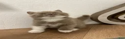 British Shorthair cats for sale: Tica reg fawn and white boy  - Advert 1
