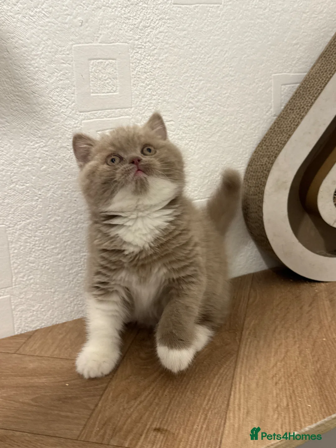 British Shorthair cats for sale: Tica reg fawn and white boy  - Advert 1