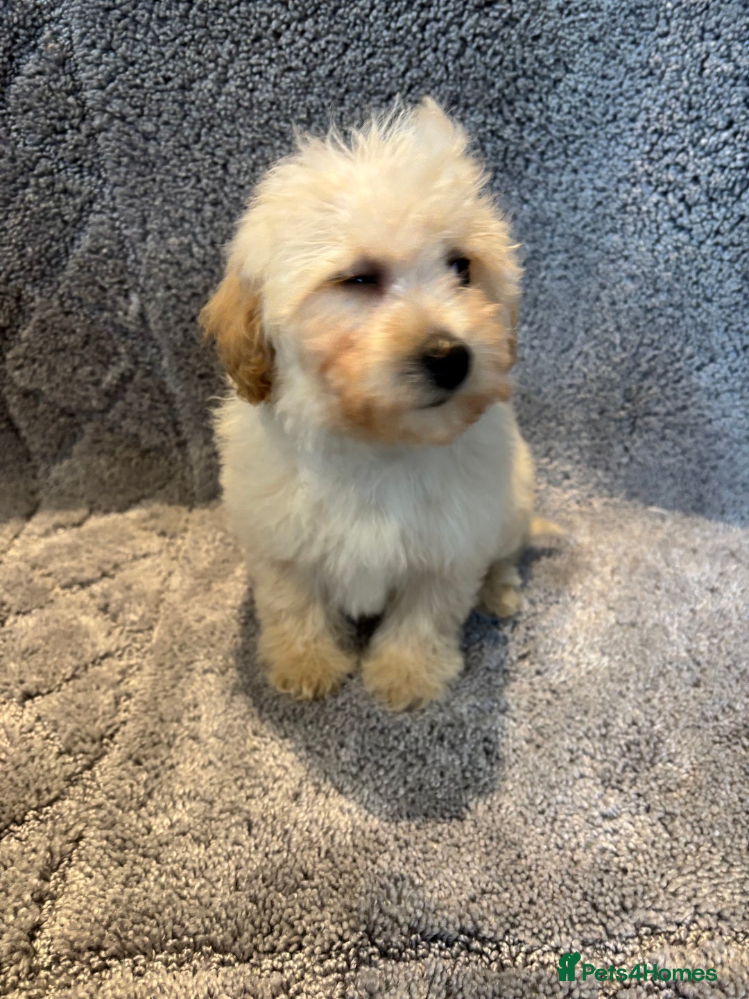 Poochon dogs for sale: Beautiful f1 poochon puppys READY NOW!!! - Advert 5