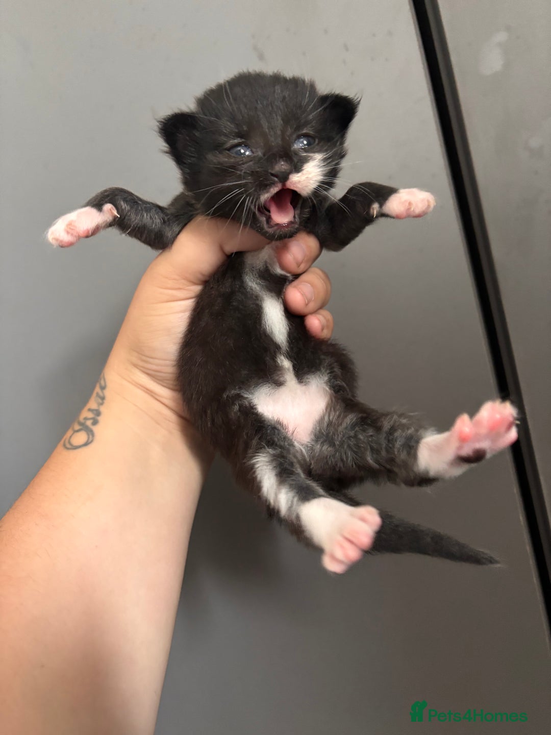 Ragdoll cats for sale: RagDoll/Tabby kittens  - Image 5