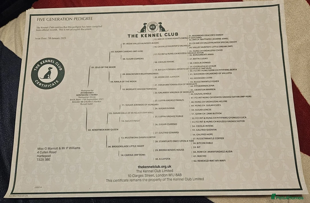 Hungarian Vizsla dogs for sale: 🧡 Hungarian Vizslas. Exceptional pedigrees 🧡 - Advert 17