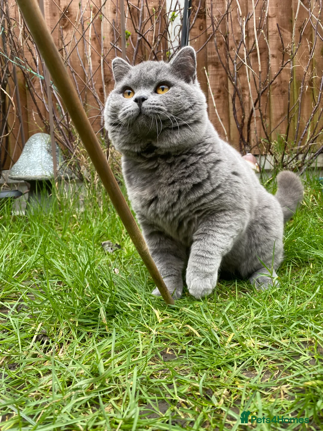 British Shorthair cats for stud: GCCF British Shorthair Blue&Chocolate Champions - Advert 8