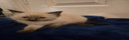 Ragdoll cats for sale: Colour point kittens  - Advert 16