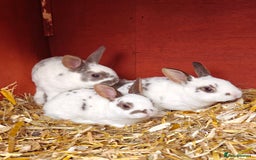 Rex rabbits for sale: Mixed litter of Mini Rex  - Image 16