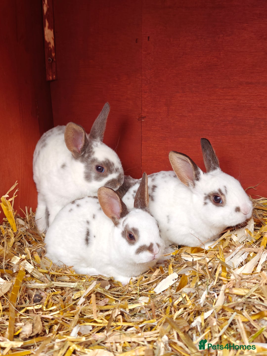 Rex rabbits for sale: Mixed litter of Mini Rex  - Image 16
