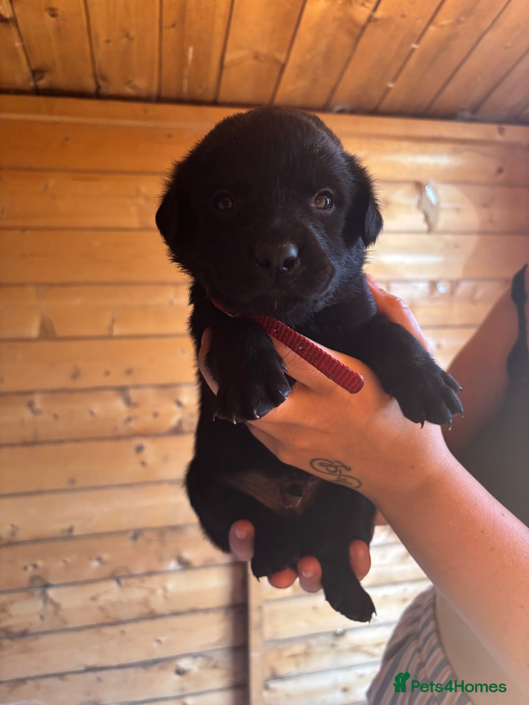 Mixed Breed dogs for sale: Rottie cross lab  - Image 17
