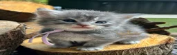 Maine Coon cats for sale: TICA registred Maine coon kittens. Rare colours  - Advert 25