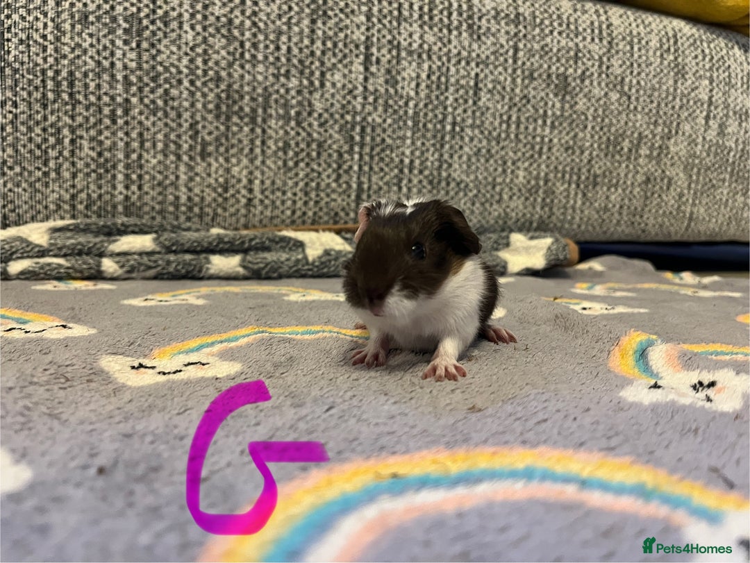 Guinea Pig rodents for sale: 🩷💙Girl and boy baby guinea pigs  - Advert 10