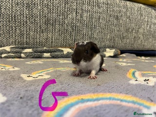 Guinea Pig rodents 🩷💙Girl and boy baby guinea pigs - Advert 2
