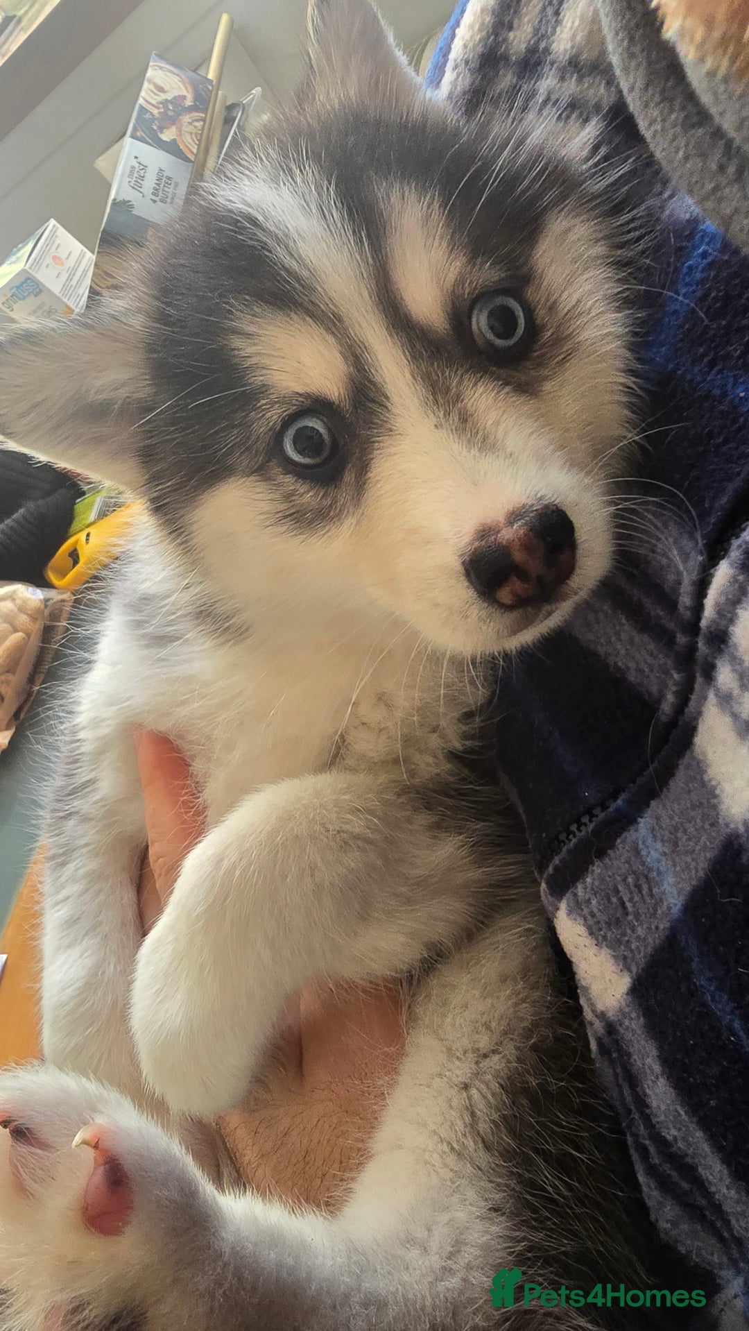 Pomsky dogs for sale: LAST Pomsky Puppy for Sale - Advert 25