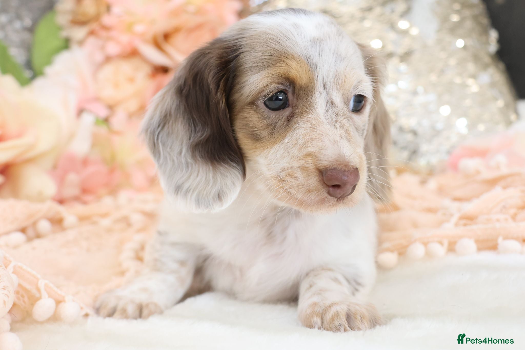 Miniature Dachshund dogs KC Longhair Miniature Dachshund Puppies - Advert 11