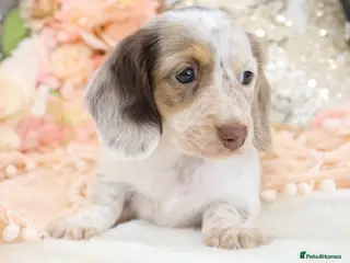 Miniature Dachshund dogs KC Longhair Miniature Dachshund Puppies - Advert 11