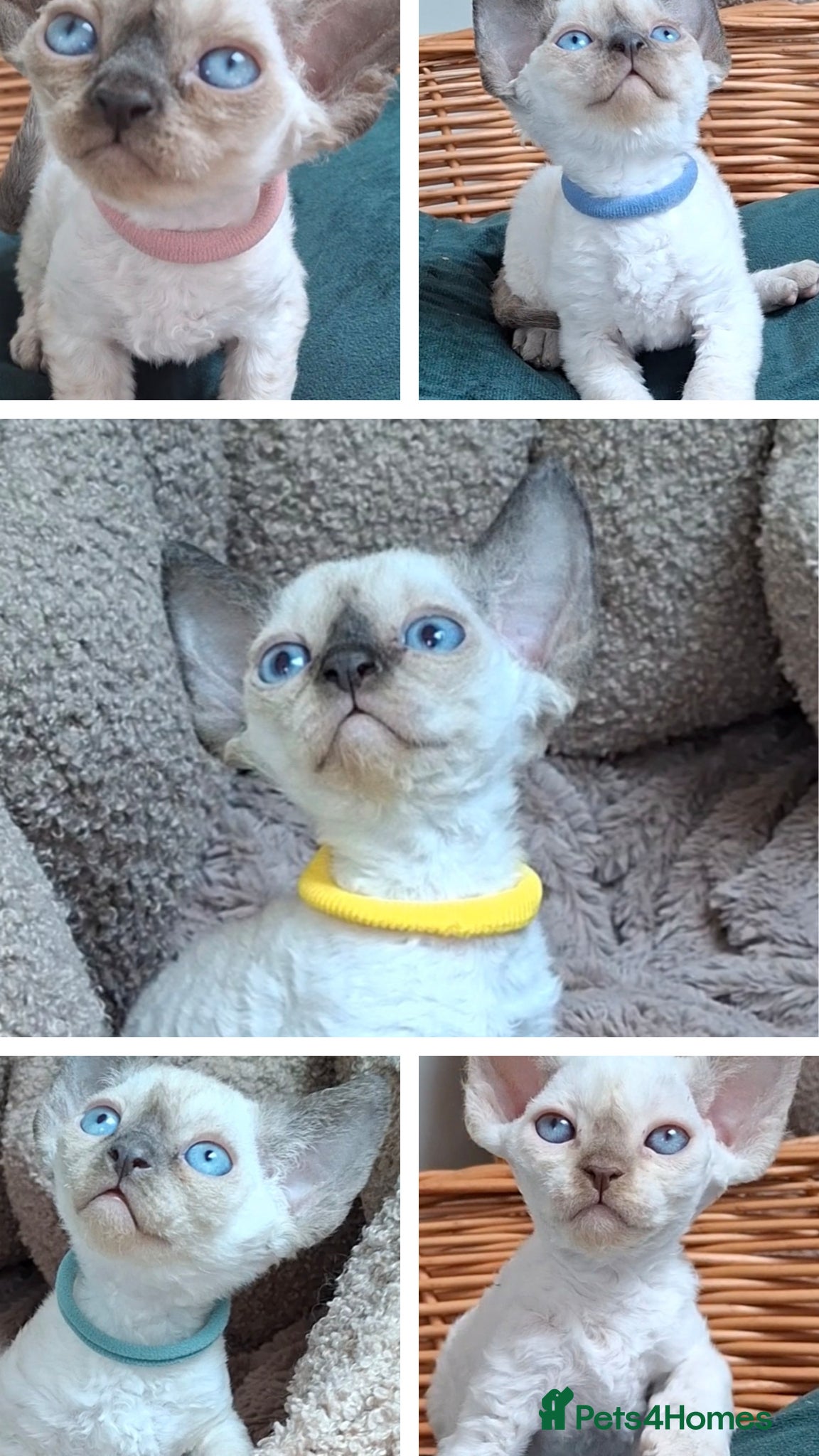 Devon Rex cats Devon Rex Kittens – FIFe Registered Pedigree - Advert 3