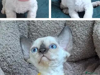 Devon Rex cats Devon Rex Kittens – FIFe Registered Pedigree - Advert 3