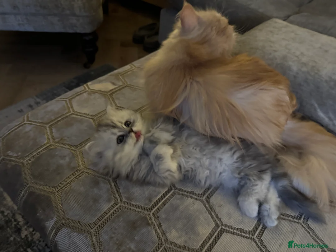 Persian cats for sale: Beautiful gentle silver grey Persian girl, 9 weeks - Advert 9