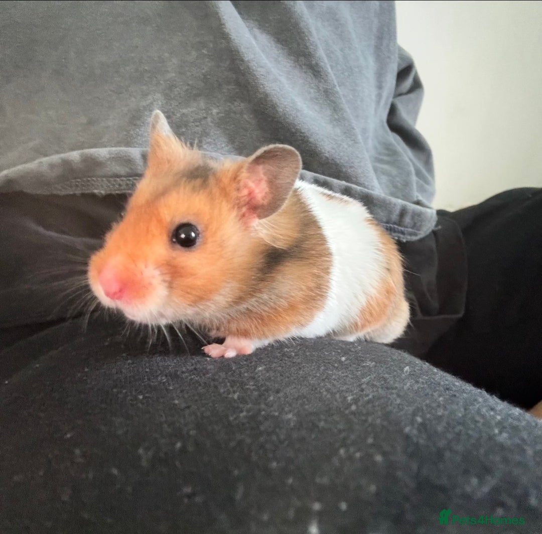 Hamster rodents for sale: Hamster free to good home - Advert 1