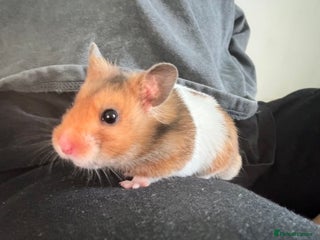 Hamster rodents Hamster free to good home - Advert 1