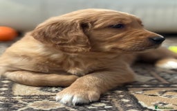 Golden Retriever dogs for sale: Dark Red Golden Retriever Pups Ready 1st November - Image 37