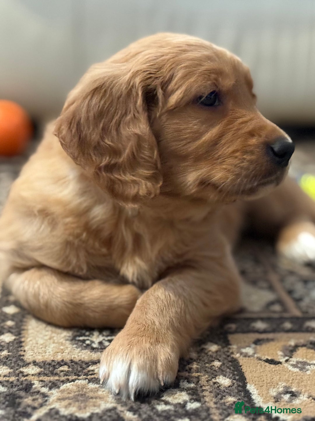 Golden Retriever dogs for sale: Dark Red Golden Retriever Pups Ready 1st November - Image 37