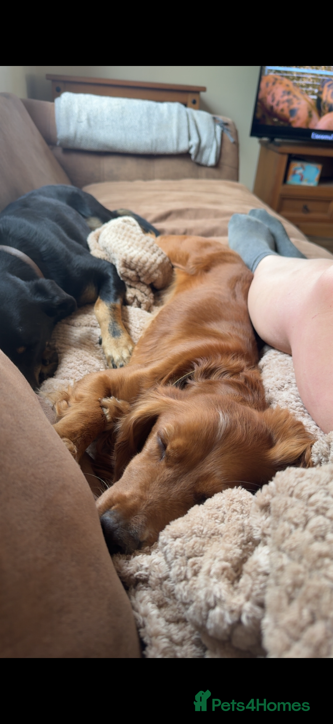 Cockalier dogs for sale: Beautiful health tested cockaliers - Advert 4