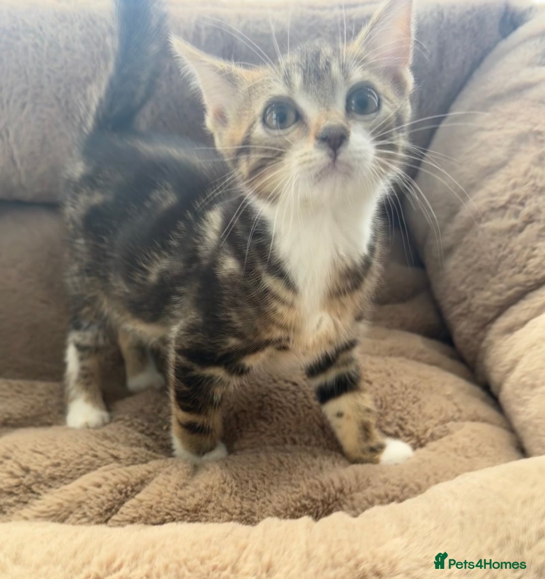 Mixed Breed cats for sale: Super friendly kittens ready now  - Image 6