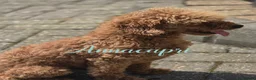 Toy Poodle dogs for stud: Stunning red toy boy not for sale stud only  - Advert 2