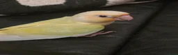 Conures birds for sale: Handreared Tame Conures - Advert 8