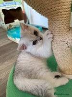 British Shorthair cats - Advert 9